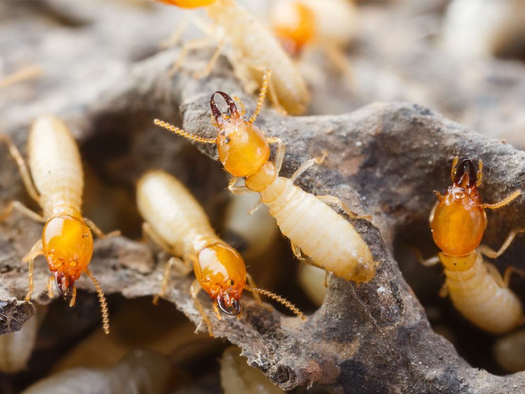 Termite Control